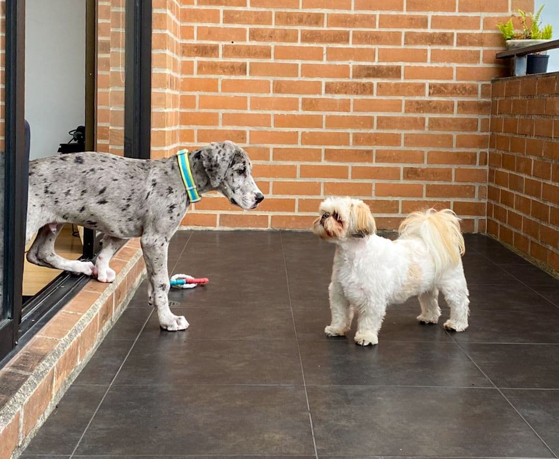 Dos perros jugando en la terraza de una vivienda en Pasto